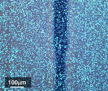 6b339e42-085c-486e-b442-1f3416caf1c9.jpeg